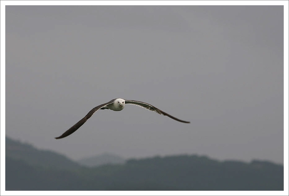 seagull.jpg